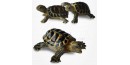 Figurine Miniature - 3 Jeunes Tortues Hermann - Porcelaine