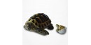 Figurine Miniature - Tortue Hermann et bébé tortue - Porcelaine